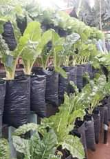 A picture of Organic home farming