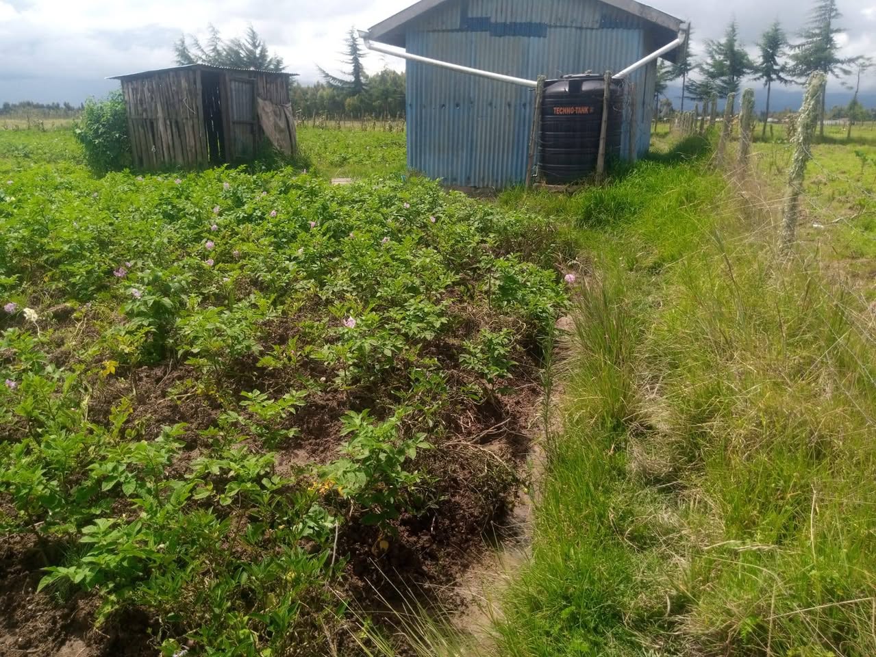 agricultural