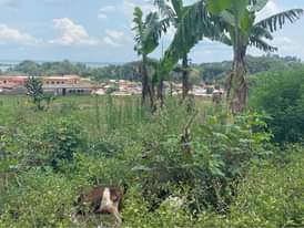 A picture of Land for sale in Entebbe