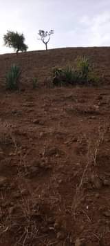A picture of ENEO LA MLIMA LINAUZWA