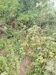 A picture of 3 fertile acres for sale all at 22m 12km from