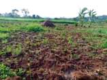 A picture of Sixteen acres of land for sale