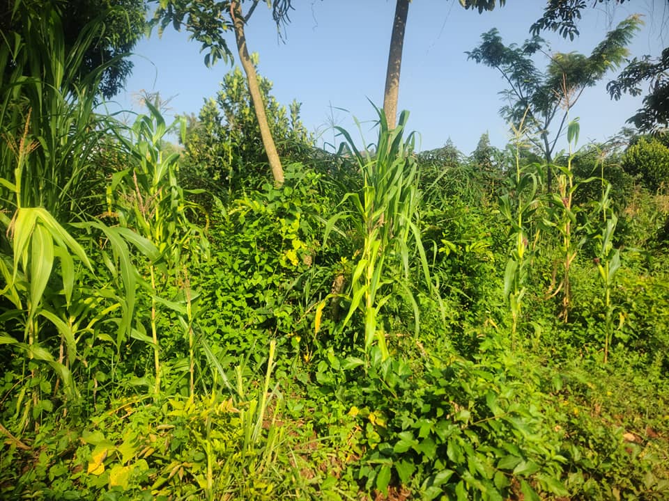 A picture of 100by100ft on quick sale by owner in Kisoga town along