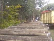 Muchiri J.