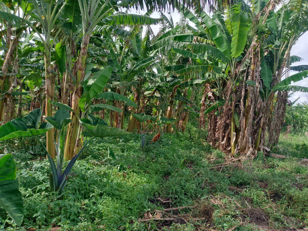 A picture of 3 FERTILE ACRES FOR SALE IN NAKASEKE KAPEEKA