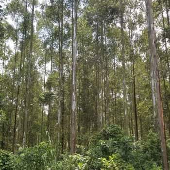 A picture of ELECTRICITY POLES FOR SALE IN KYANGWARI DISTRICT