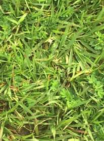 A picture of Natural compound grass