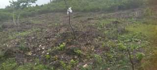 A picture of Plot for sale muyuni zanzibar