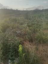 A picture of NAUZA KIWANJA