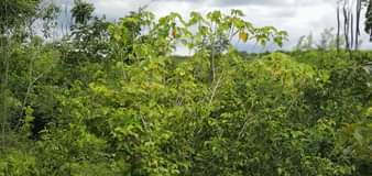 A picture of Shamba linauzwa Kiwangwa ekari 30