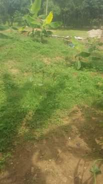 A picture of mailo land