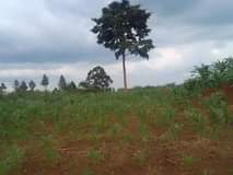 A picture of 10 acres of private mailo land on sale Location kabanyi