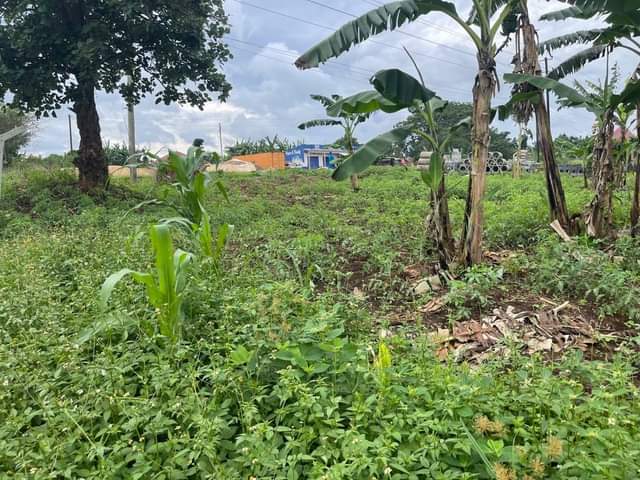 houses hoima