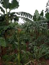 A picture of 10 Acres of Land available for sale in Kamengo on