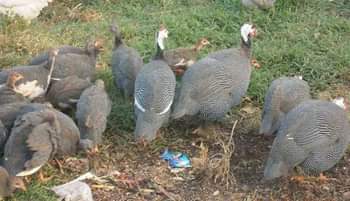 A picture of HOW TO REAR DOMESTIC GUNIEA FOWLS Domestic guinea fowls are