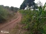 A picture of Nakawuka Jjungo plot on quick sale