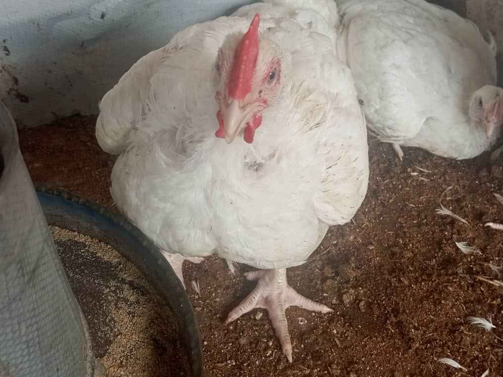 A picture of CHICKEN