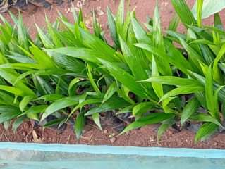 A picture of Oil Palm