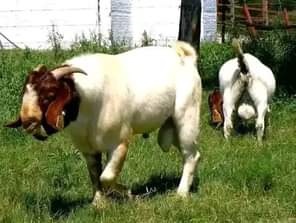 A picture of FEW GOATS REMAINING FOR GRAB WITH FREE DELIVERIES DONE ACROSS