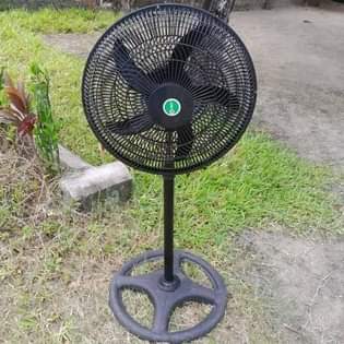 fans