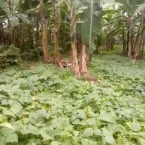 A picture of shAmba linauzwA