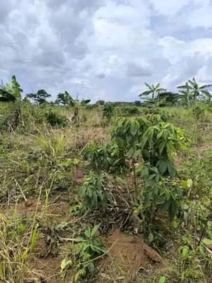 A picture of Plot