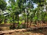 A picture of House matuga kitungwa