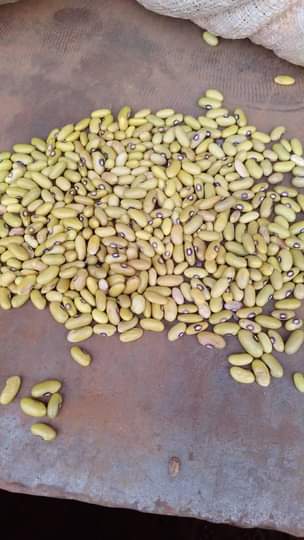 A picture of Beans