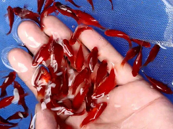 A picture of samaki wa mapambo