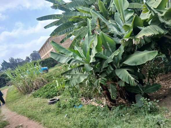 houses rongai