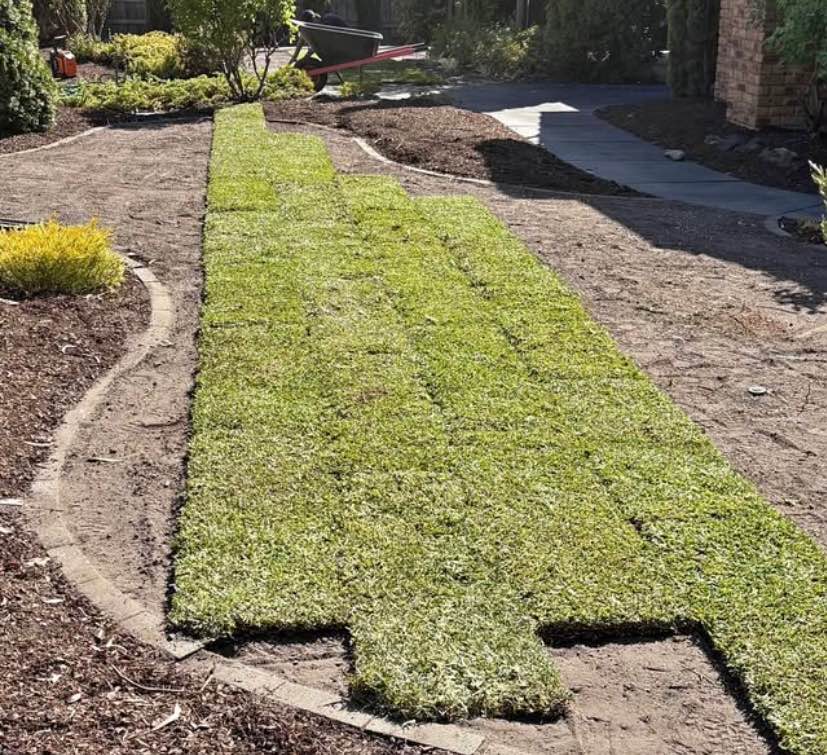 lawn
