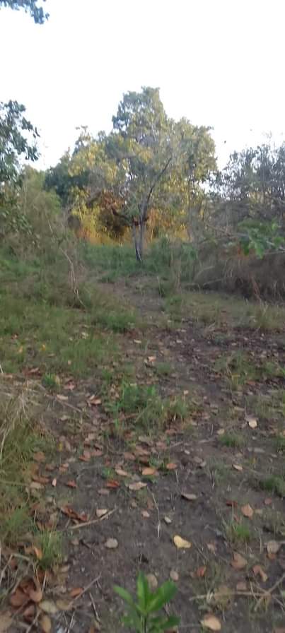A picture of SHAMBA ZURI SANA HEKA 9 LINAUZWA LIPO MZENGA WILAYA YA