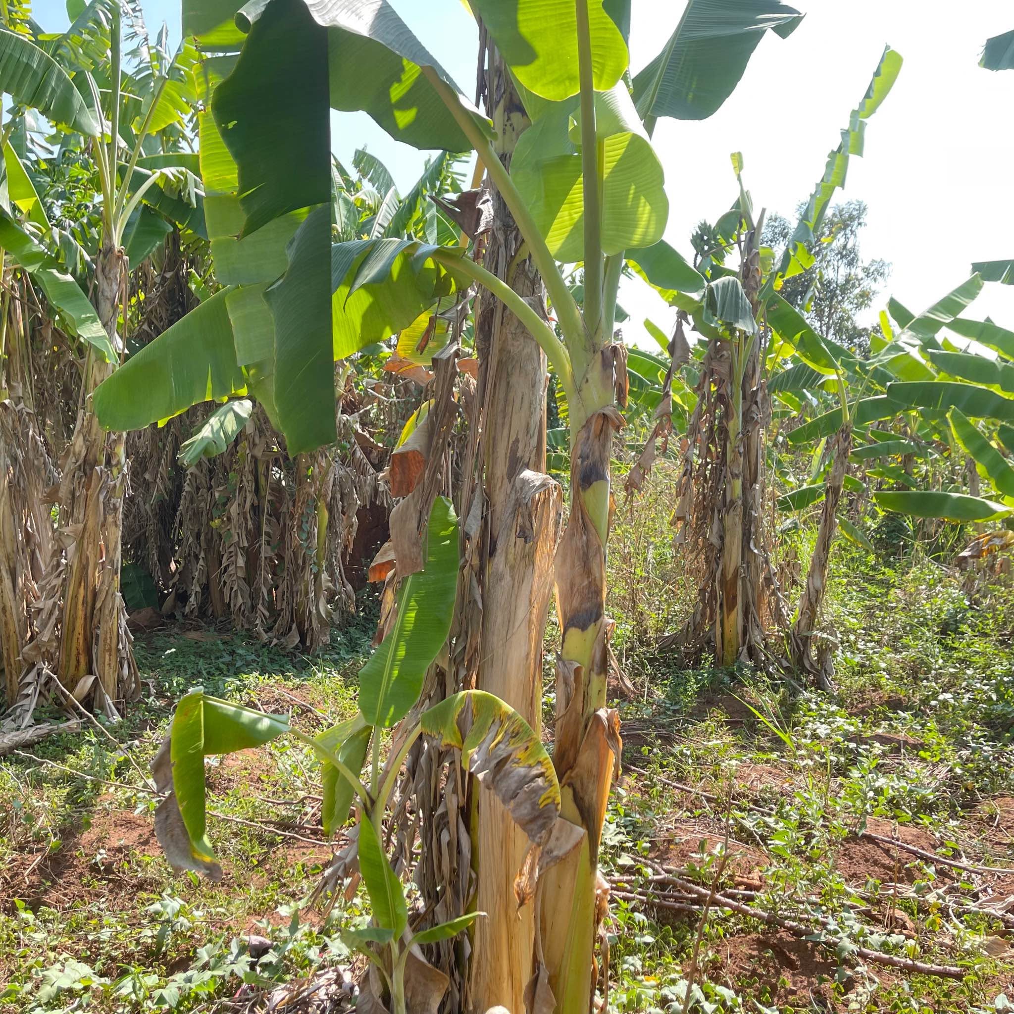 A picture of PLOT FOR SALE IN KAPEEKA KAASO VILLAGE
