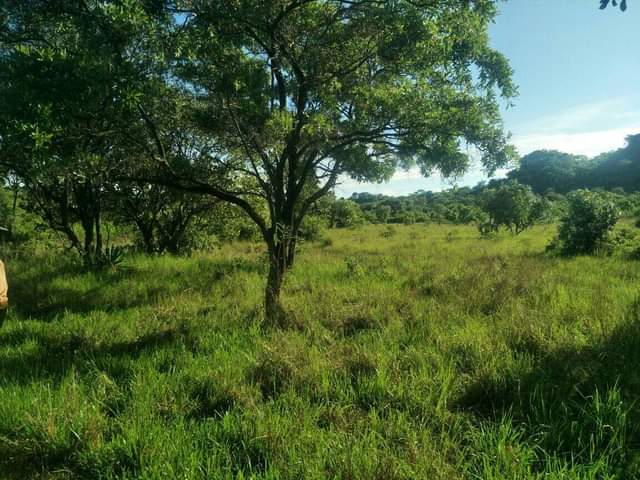 stands