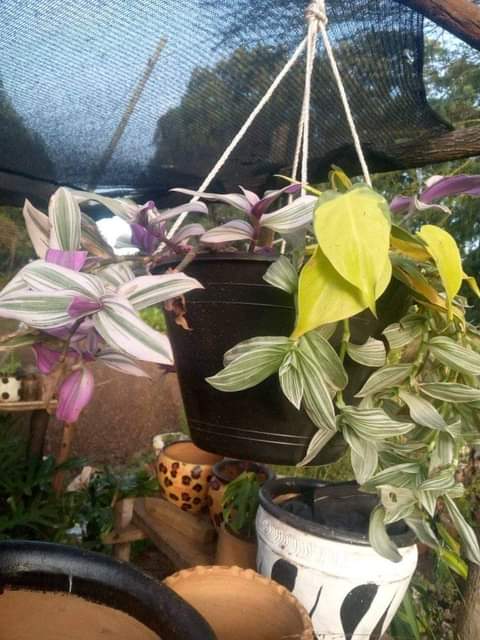 plants