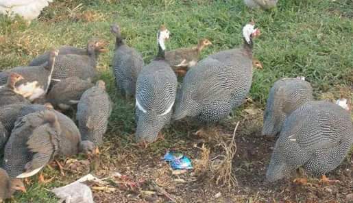 A picture of HOW TO REAR DOMESTIC GUNIEA FOWLS Domestic guinea fowls are