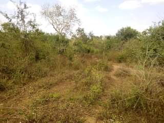 A picture of Shamba la eka 200 linauzwa lote milioni 34000000