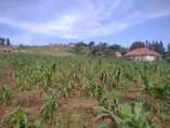 A picture of Commercial plots for sale in Matugga Kigogwa near Utamu university