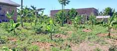 A picture of PLOT 50 100ft WITH READYTITLE FOR 7MILLION located matugga Kavule