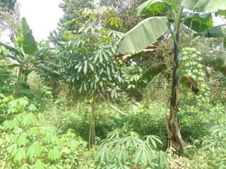 A picture of PLOT 50 100FT FOR SALE IN NAKASEKE KAPEEKA KAKINZI VILLAGE