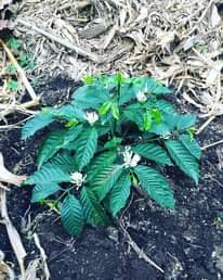 A picture of seedlings