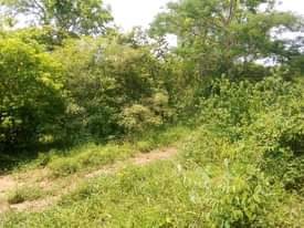A picture of Shamba linauzwa mbwewe pwani 0783496873