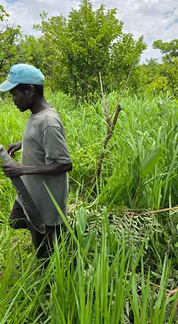 A picture of 5 FIVE ACRES OF LAND FOR SALE IN GULU 