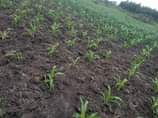 A picture of Money needed urgently 8acres at 104m 13m each 2km from
