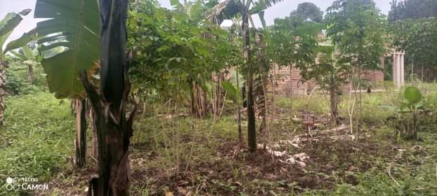 A picture of Plot size 25 80ft in Lugo town 11m only