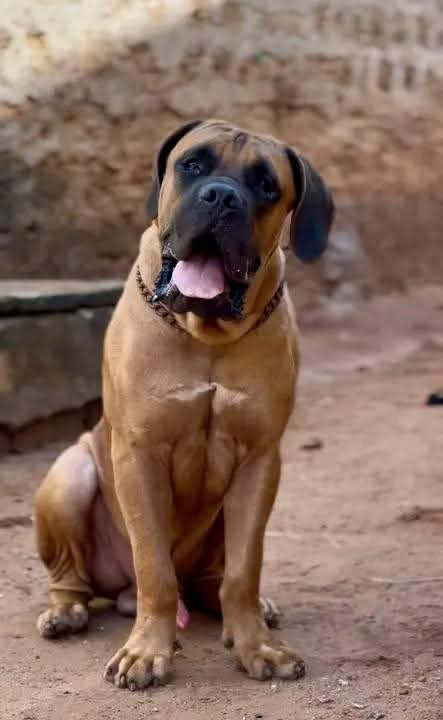 A picture of A house is not a home without a security dog