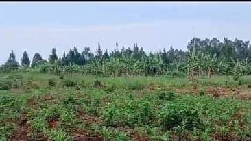 A picture of GAYAZA ROAD ACRES FOR SALE ZIROBWE KIKYUSA EACH 12MILLIONS TITLED