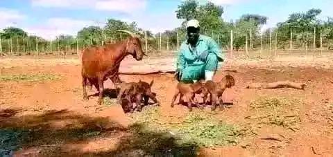 A picture of GOATS
