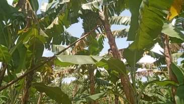 A picture of 62 ACRE FARM AT NDEJJE BOMBO 25M PER ACRE TITLED