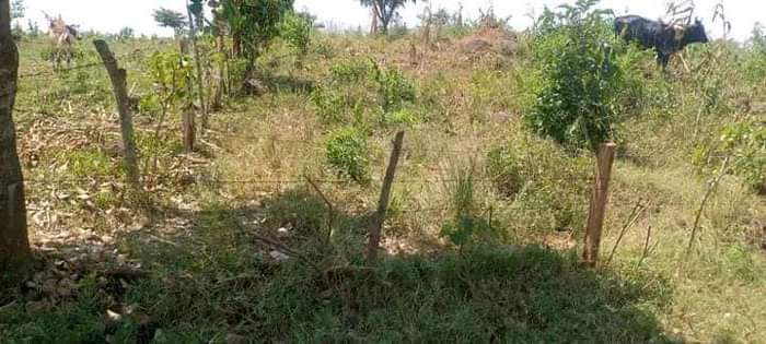 A picture of 250 acres at Nakasongola PML title 3m per acre